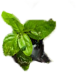 basil